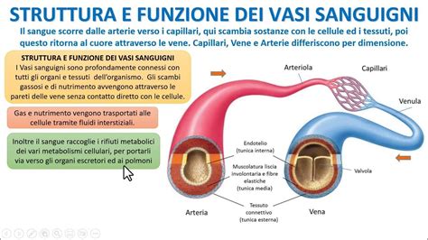 Diagramma dei nervi e dei vasi sanguigni coinvolti nell'erezione