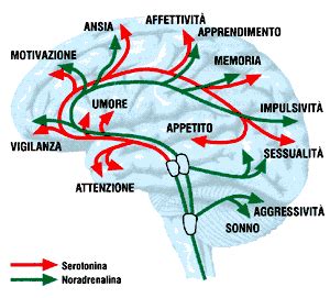 Diagramma che illustra i circuiti dopaminergici nel cervello