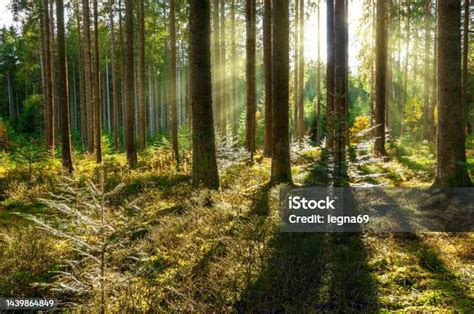 Foresta lussureggiante con raggio di sole