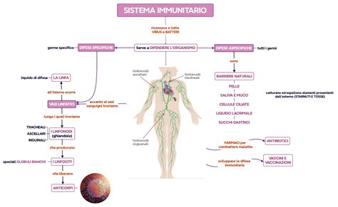 Un diagramma che illustra la connessione tra pensiero positivo, sistema immunitario e benessere generale