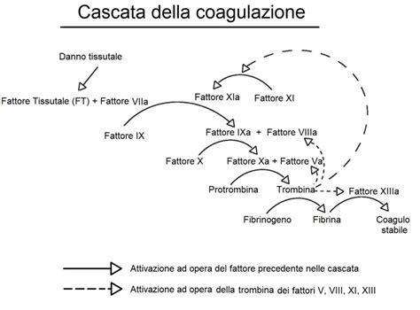Diagramma della cascata della coagulazione sanguigna