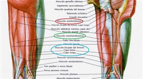 anatomia dei muscoli posteriori della coscia
