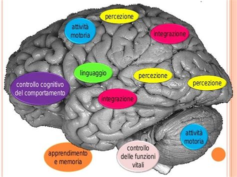 Schema che illustra i domini cognitivi misurati da CogniFit