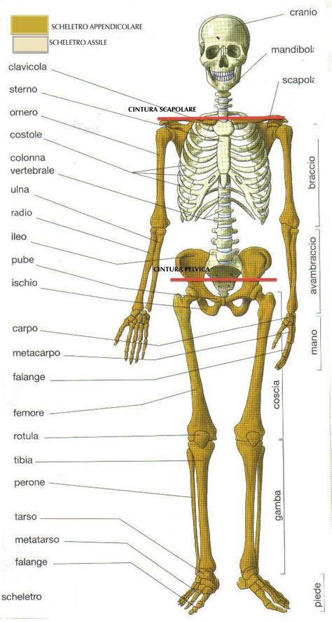 Scheletro umano con enfasi sulle ossa lunghe