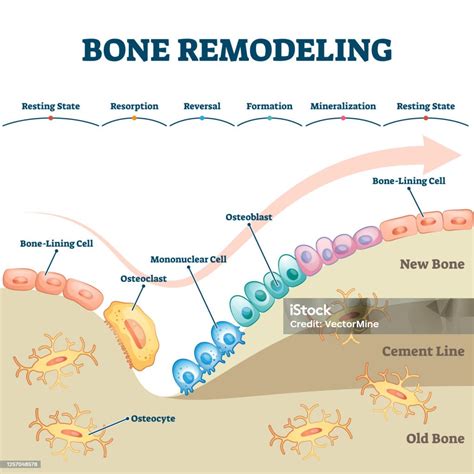 Diagramma del ciclo di rimodellamento osseo