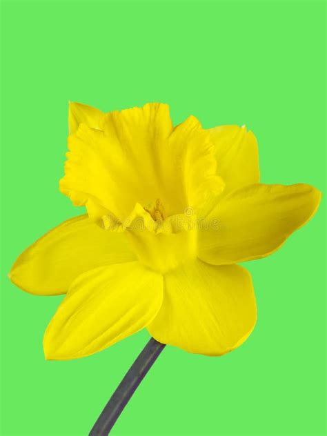 Primo piano di un fiore di narciso giallo