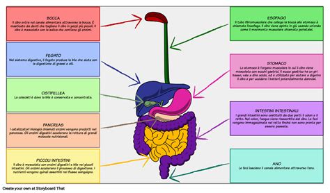 Diagramma del sistema respiratorio e digestivo che mostra il percorso del cibo