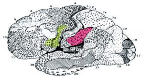Illustrazione schematica del sistema dei neuroni specchio nell'uomo.
