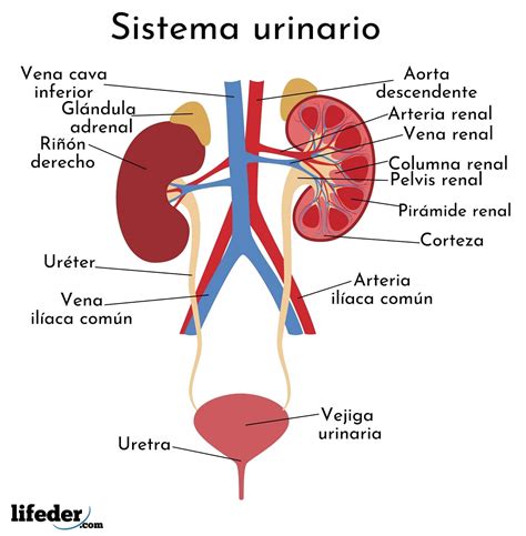 anatomia del sistema digestivo e urinario