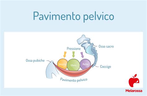 schema del pavimento pelvico