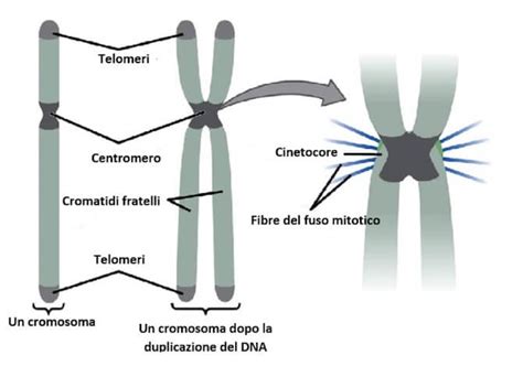 Struttura del cromosoma X con gene DDX53