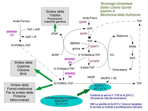 Diagramma del trasferimento di folati nel cervello fetale