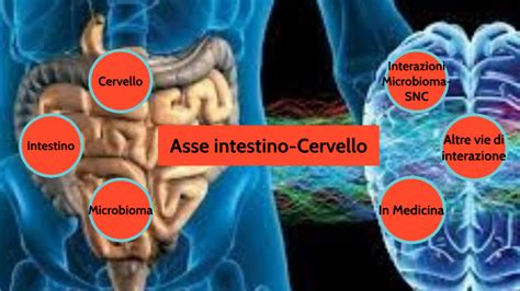 Diagramma che illustra l'asse intestino-microbiota-cervello