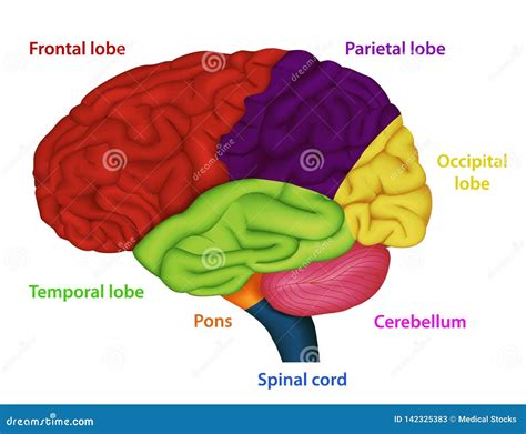 Illustrazione schematica del cervello umano con aree evidenziate relative ai sogni e all'inconscio