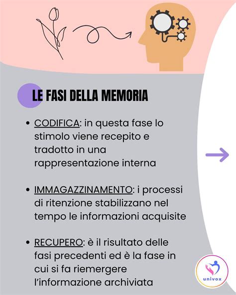 Diagramma che illustra le fasi della memoria di lavoro
