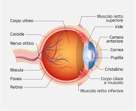 Schema di un occhio con i suoi muscoli