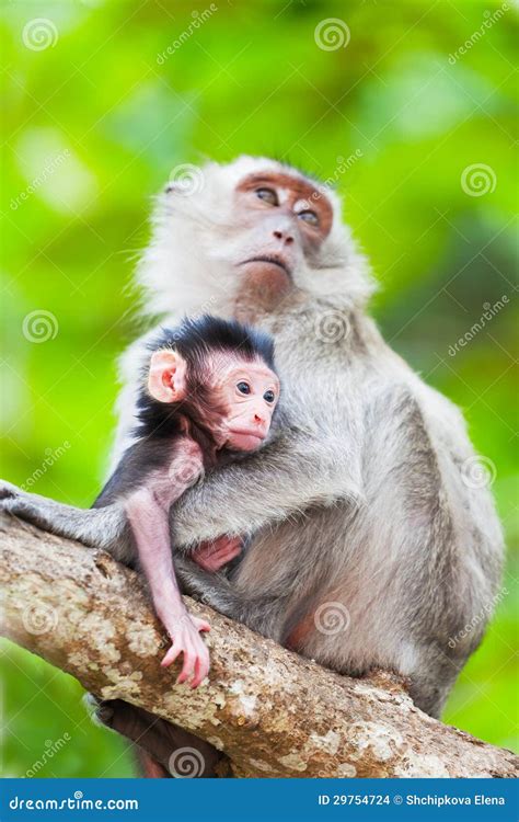 Cucciolo di scimmia con madre di stoffa