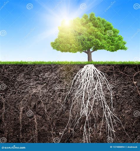 un albero con radici profonde e rigogliose