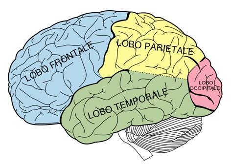 Diagramma del cervello umano con evidenziati i lobi frontali