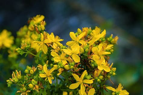 Foglie e fiori di Hypericum perforatum
