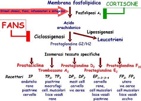 Meccanismo d'azione dei FANS