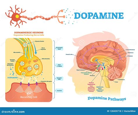 Diagramma che illustra il ciclo di ricompensa della dopamina nel cervello