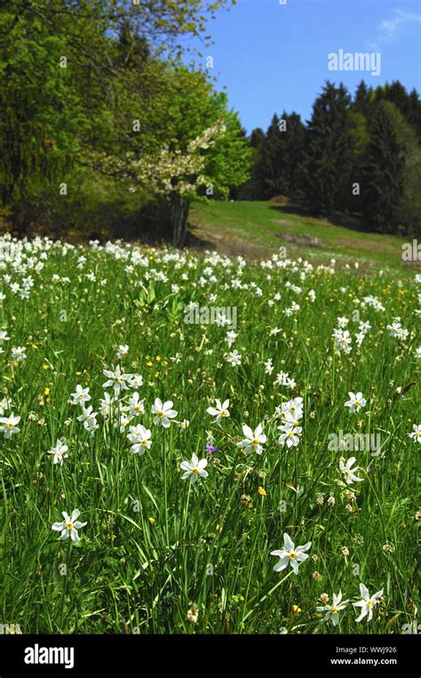 Narciso bianco in un prato fiorito