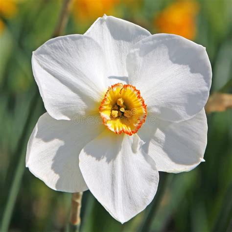 Primo piano di un fiore di Narcissus alba con dettagli sulla corona
