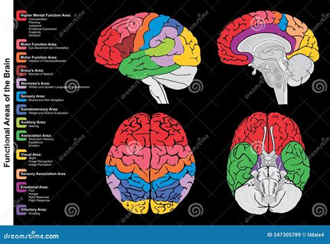 Rappresentazione grafica del cervello umano con aree illuminate corrispondenti all'elaborazione del linguaggio e del pensiero astratto.