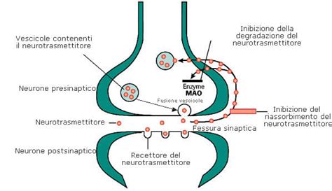 Diagramma del cervello che mostra i neurotrasmettitori
