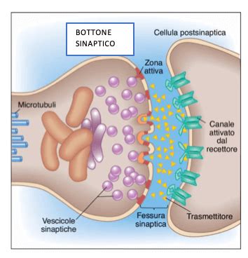 Diagramma che illustra la sinapsi e il ruolo dei neurotrasmettitori nella trasmissione degli impulsi nervosi