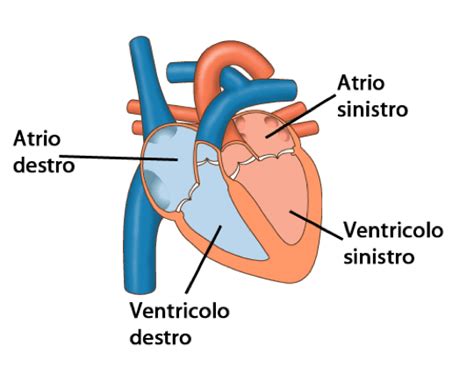 Diagramma del cuore che mostra gli atri e i ventricoli, evidenziando il nodo atrio-ventricolare