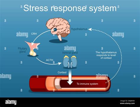 Rappresentazione schematica dell'asse HPA e del sistema nervoso simpatico in risposta allo stress