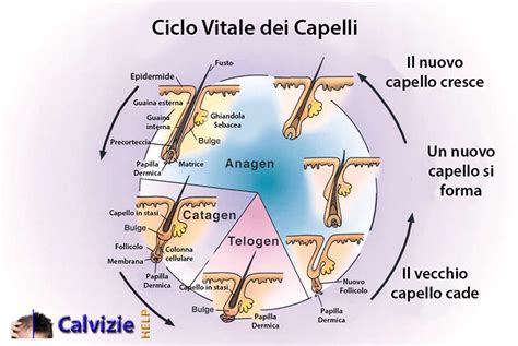 Infografica che mostra il ciclo di vita del capello e come lo stress lo influenza
