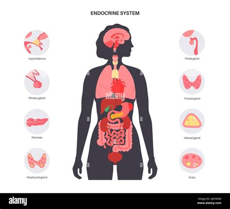 Rappresentazione grafica del sistema endocrino femminile