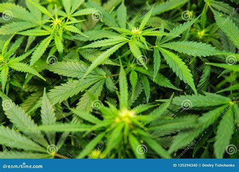 pianta di cannabis con dettaglio di fiori e foglie