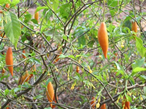 Pianta di Tabernanthe iboga