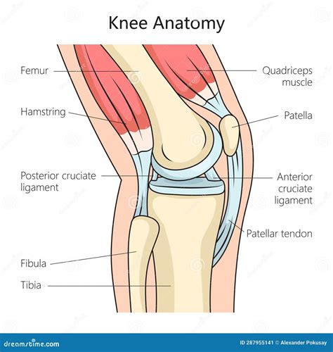 Illustrazione schematica del continuum ansia-panico
