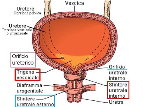 Diagramma anatomico del tratto urinario maschile e femminile