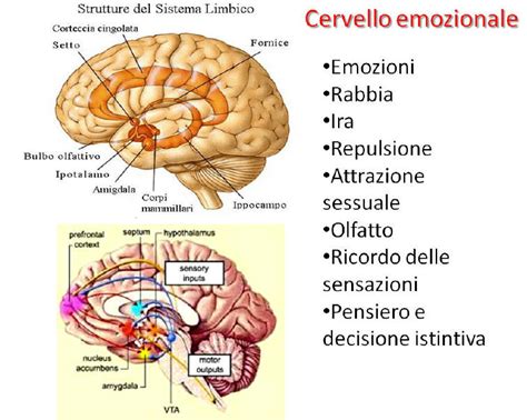 Diagramma del cervello che mostra le aree coinvolte nel riconoscimento delle emozioni