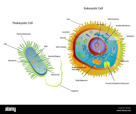 Illustrazione stilizzata di una cellula eucariotica e una procariotica a confronto