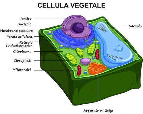 Diagramma di una cellula vegetale con le varie parti etichettate