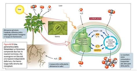 Schema semplificato del processo di fotosintesi all'interno di un cloroplasto