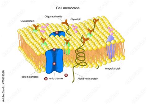 Modello a mosaico fluido della membrana cellulare