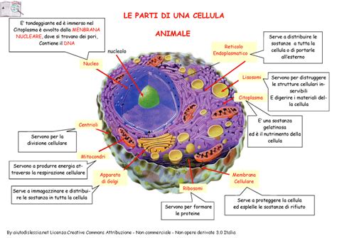 Diagramma di una cellula animale con le varie parti etichettate