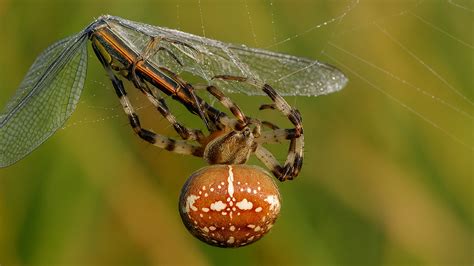 Una persona intrappolata in una ragnatela