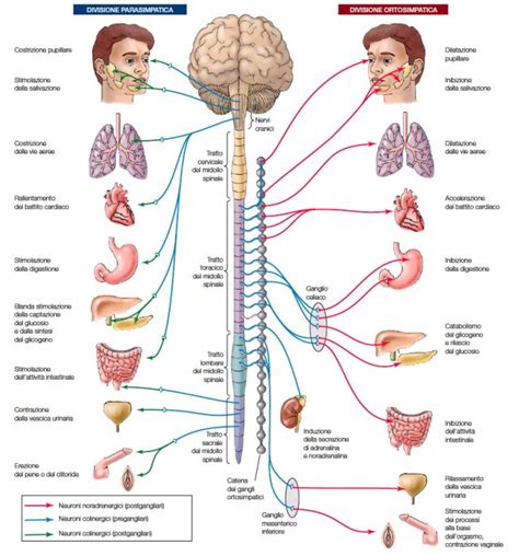 Schema del sistema nervoso simpatico e parasimpatico