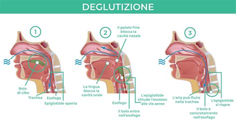 Diagramma che illustra le diverse fasi della deglutizione