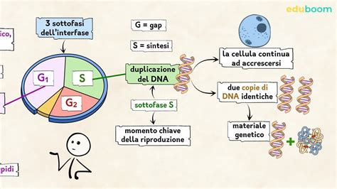 diagramma del ciclo vizioso della stitichezza
