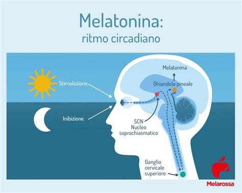 Schema dell'effetto della luce blu sulla produzione di melatonina